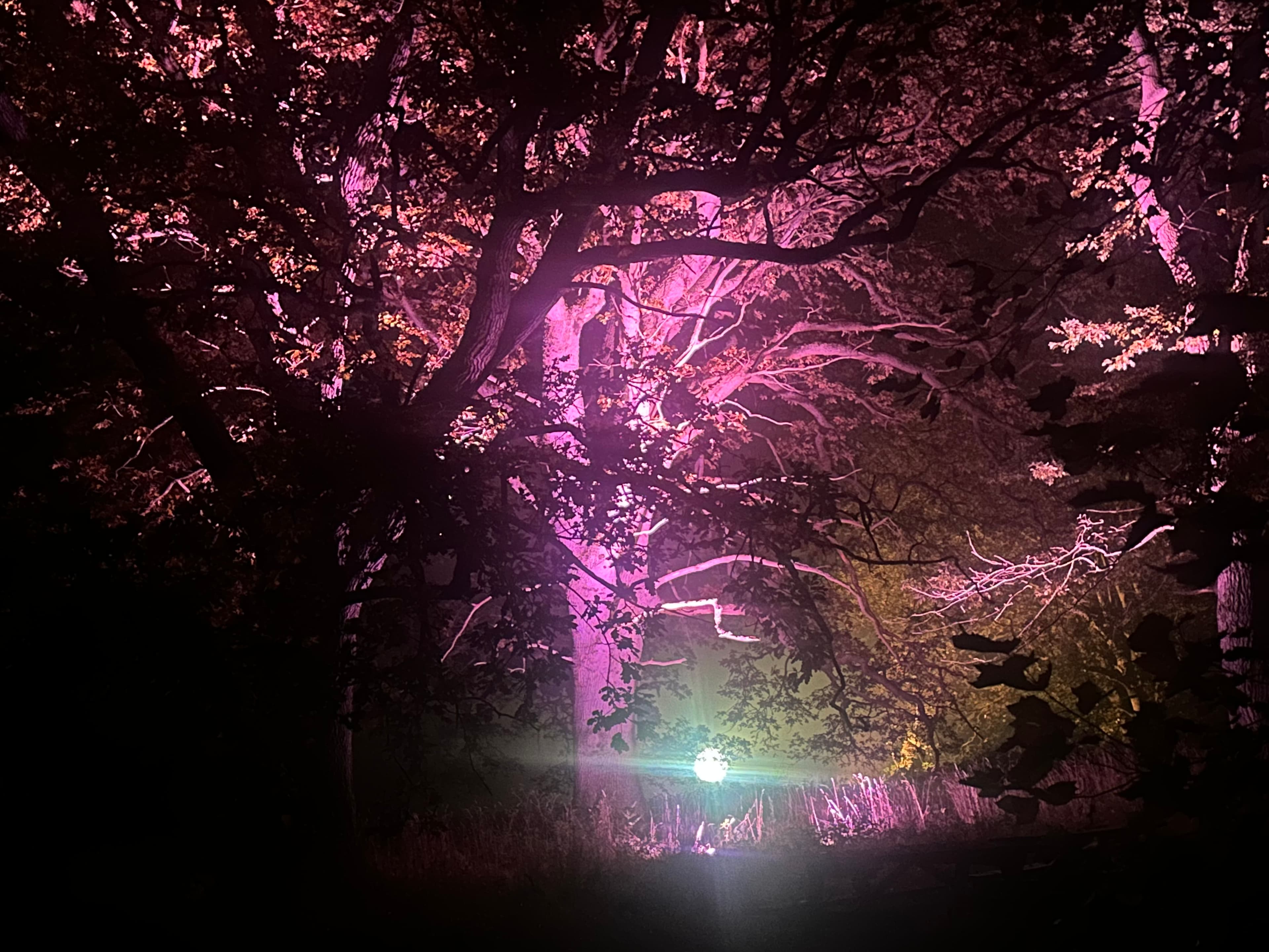 One of the park's large trees lit up in purple, with a glowing orb of light in the background.