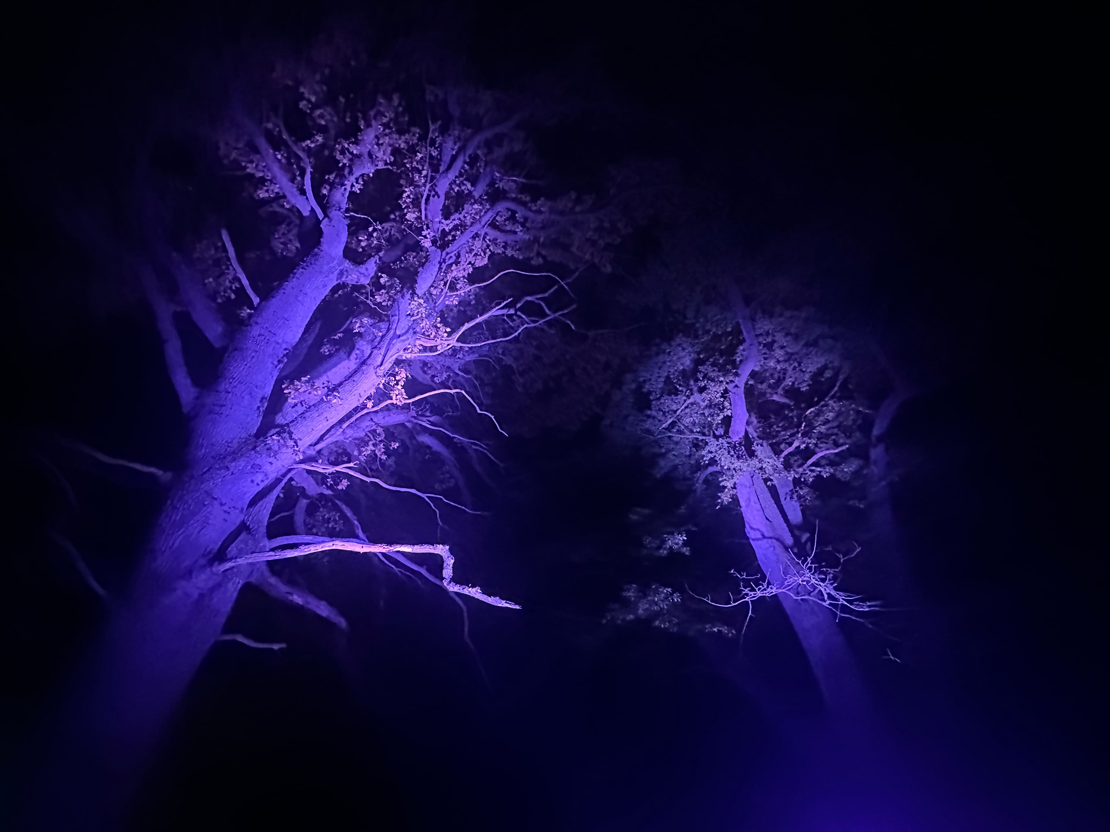 Trees lit up in blue against the dark night sky in TICKON park.