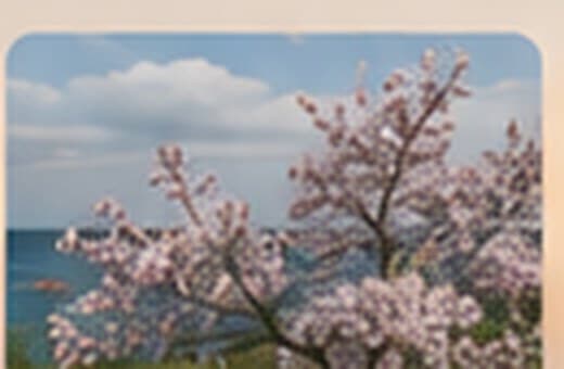 Cherry tree in blossom