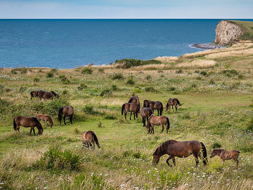 The wild horses of South Langeland
