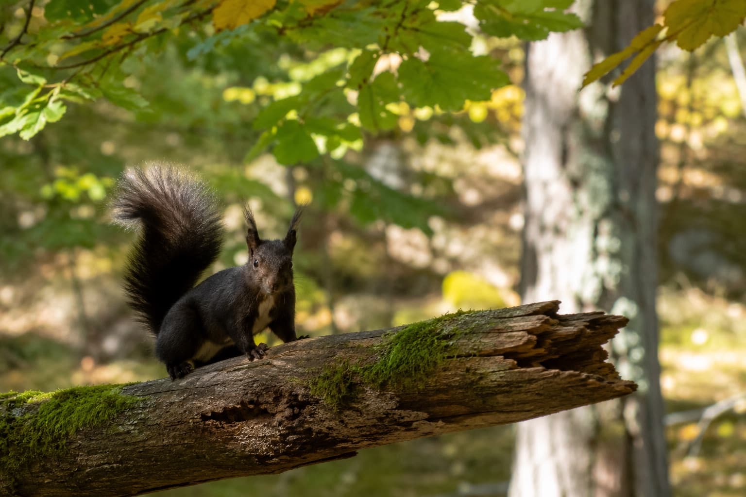 Schwarzes Eichhörnchen auf einem bemoosten Ast im Wald bei Lohals